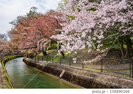 琵琶湖疏水沿いに咲く桜 京都市 琵琶湖疏水沿いに咲く桜 京都市 138890160