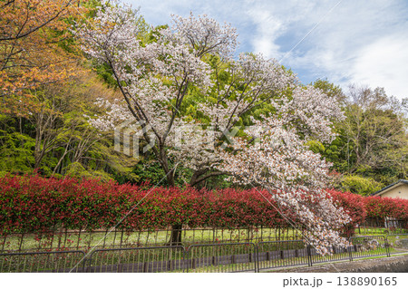 琵琶湖疏水沿いに咲く桜 京都市 琵琶湖疏水沿いに咲く桜 京都市 138890165