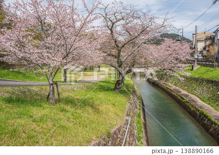琵琶湖疏水沿いに咲く桜　京都市 138890166