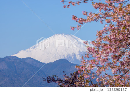 神奈川県足柄上郡松田町松田惣領　西平畑公園の早咲き河津桜越しの冠雪した富士山の景色 138890187
