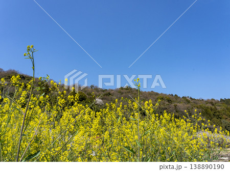 早春の沖島に咲く菜の花の風景 早春の沖島に咲く菜の花の風景 138890190