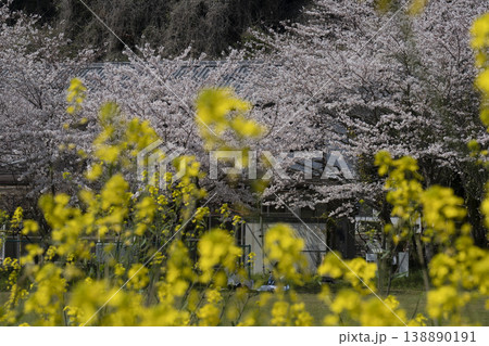 早春の沖島に咲く菜の花の風景 早春の沖島に咲く菜の花の風景 138890191