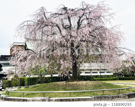 平安神宮・神苑の八重紅枝垂桜 平安神宮・神苑の八重紅枝垂桜 138890293