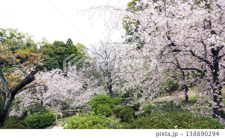 平安神宮・神苑の八重紅枝垂桜 平安神宮・神苑の八重紅枝垂桜 138890294