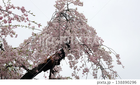平安神宮・神苑の八重紅枝垂桜 平安神宮・神苑の八重紅枝垂桜 138890296