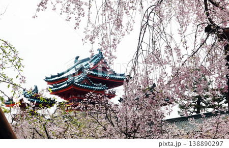 平安神宮・神苑の八重紅枝垂桜 138890297