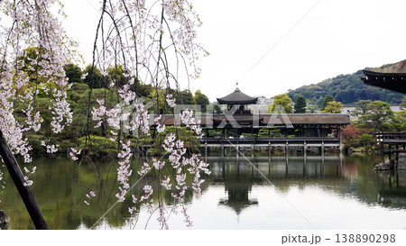 平安神宮・神苑の八重紅枝垂桜 平安神宮・神苑の八重紅枝垂桜 138890298