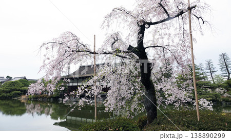 平安神宮・神苑の八重紅枝垂桜 平安神宮・神苑の八重紅枝垂桜 138890299