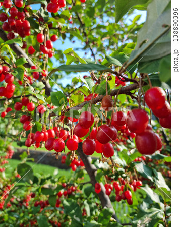 Ripe Autumn Olive Berries (Elaeagnus Umbellata) growing on a branch . oleaster Ripe Autumn Olive Berries (Elaeagnus Umbellata) growing on a branch . oleaster 138890396