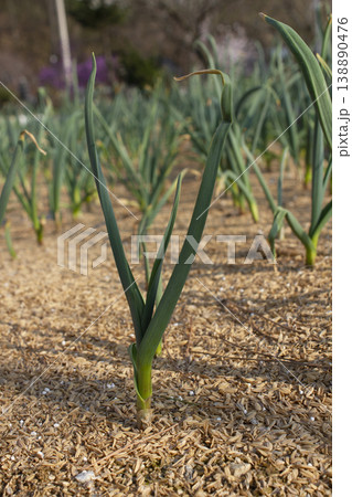 It is a garlic seedling planted in the field. It is a garlic seedling planted in the field. 138890476