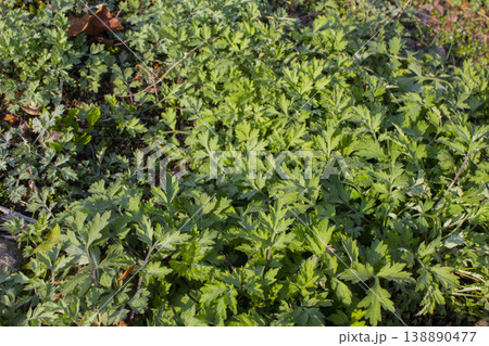 close up green Mugwort leaf. 138890477
