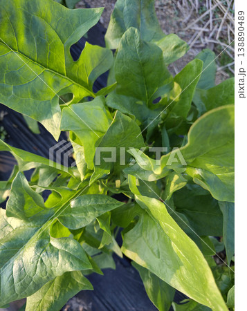 It is a close-up of a spinach field. It is a close-up of a spinach field. 138890489