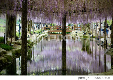 愛知県津島市 天王川公園の藤棚 水面に映る美しい藤のリフレクション 138890506