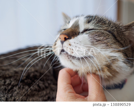 喉を撫でられる猫 喉を撫でられる猫 138890529