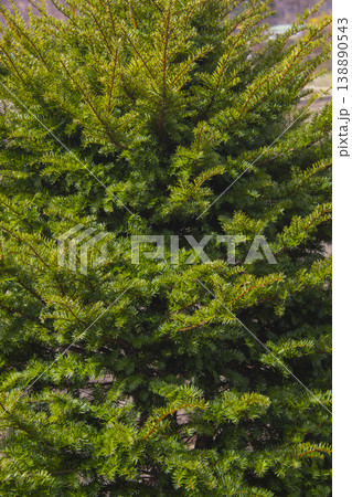 Taxus baccata close up. Green branches of yew tree(Taxus baccata, English yew Taxus baccata close up. Green branches of yew tree(Taxus baccata, English yew 138890543