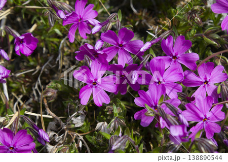close up pink Moss Phlox 138890544