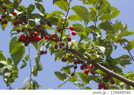 Ripe Autumn Olive Berries (Elaeagnus Umbellata) growing on a branch . oleaster Ripe Autumn Olive Berries (Elaeagnus Umbellata) growing on a branch . oleaster 138890546