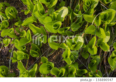 close up Green leaves of hosta. close up Green leaves of hosta. 138890547