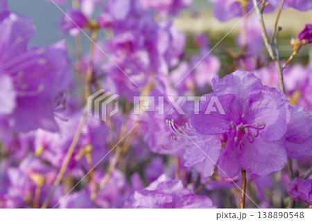 Spring flowers, full bloom of azaleas. Azalea flowers to mark the beginning of spring. Flowers botanical garden. Spring flowers, full bloom of azaleas. Azalea flowers to mark the beginning of spring. Flowers botanical garden. 138890548