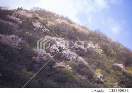 山に咲く山桜 138890688