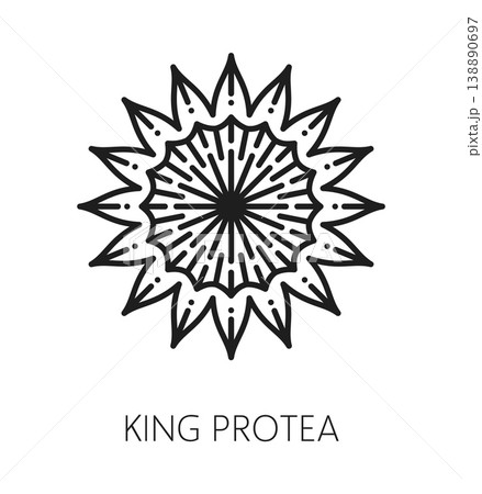 South Africa king protea, African travel line icon or label. South Africa journey thin line pictogram, African continent tour vector icon. African country tourism travel symbol with king protea flower South Africa king protea, African travel line icon or label. South Africa journey thin line pictogram, African continent tour vector icon. African country tourism travel symbol with king protea flower 138890697