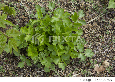 These are Water dropworts sprouts that come out in the spring. 138890705