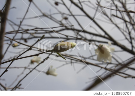 It is a star magnolia flower bud. It is a star magnolia flower bud. 138890707