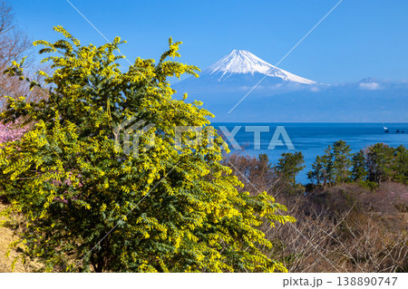 静岡県沼津市井田　斜面の満開の早咲き河津桜やミモザと駿河湾越しの冠雪した富士山の景色 138890747