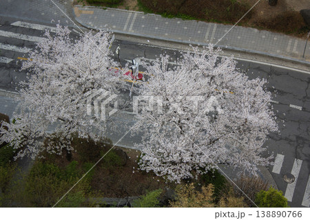 It is a road with cherry blossom trees. It is a road with cherry blossom trees. 138890766