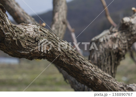 It is a close-up of a tree branch. 138890767