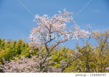 琵琶湖疏水沿いの桜咲く里山　京都市 138890797