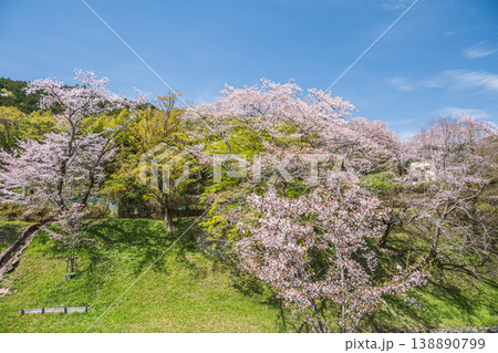 琵琶湖疏水沿いの桜咲く里山 京都市 琵琶湖疏水沿いの桜咲く里山 京都市 138890799