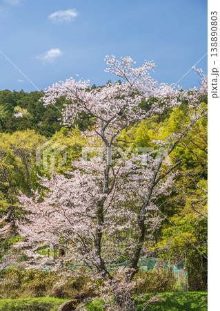 琵琶湖疏水沿いの桜咲く里山 京都市 琵琶湖疏水沿いの桜咲く里山 京都市 138890803