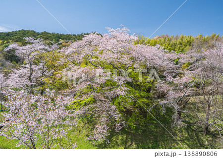 琵琶湖疏水沿いの桜咲く里山　京都市 138890806