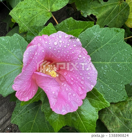 雨上がりに咲いた芙蓉、ピンク色の芙蓉の花、フヨウの上の雨の雫を飲む蟻、雨上りの瑞々しく美しい芙蓉の花 雨上がりに咲いた芙蓉、ピンク色の芙蓉の花、フヨウの上の雨の雫を飲む蟻、雨上りの瑞々しく美しい芙蓉の花 138890824