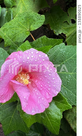 雨上がりに咲いた芙蓉、ピンク色の芙蓉の花、フヨウの上の雨の雫を飲む蟻、雨上りの瑞々しく美しい芙蓉の花 雨上がりに咲いた芙蓉、ピンク色の芙蓉の花、フヨウの上の雨の雫を飲む蟻、雨上りの瑞々しく美しい芙蓉の花 138890825