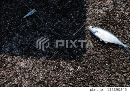 イケガツオ 魚 イケガツオ 魚 138890846