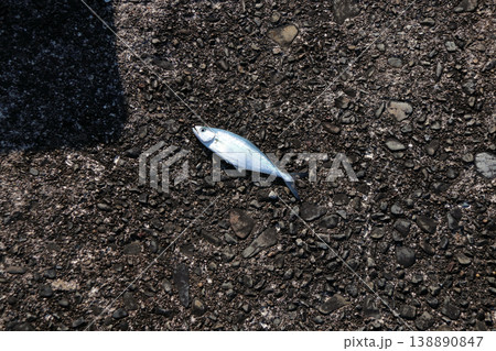 イケガツオ 魚 イケガツオ 魚 138890847