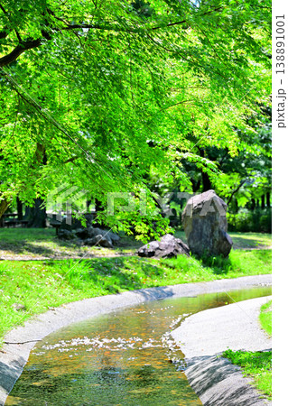新緑の季節 水ぬるむ 水辺 城山公園 埼玉県桶川市 新緑の季節 水ぬるむ 水辺 城山公園 埼玉県桶川市 138891001