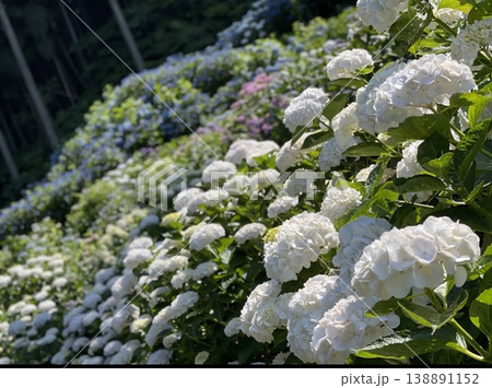 千光寺のあじさい: 久留米の名所に咲き誇る白と青 の紫陽花。初夏の日差しに輝く幻想的な風景素材 千光寺のあじさい: 久留米の名所に咲き誇る白と青 の紫陽花。初夏の日差しに輝く幻想的な風景素材 138891152