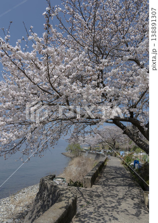 桜咲くころの沖島、西湖岸を通る生活道路と千円畑地帯 138891307