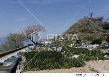 桜咲くころの沖島、西湖岸を通る生活道路と千円畑地帯 桜咲くころの沖島、西湖岸を通る生活道路と千円畑地帯 138891310