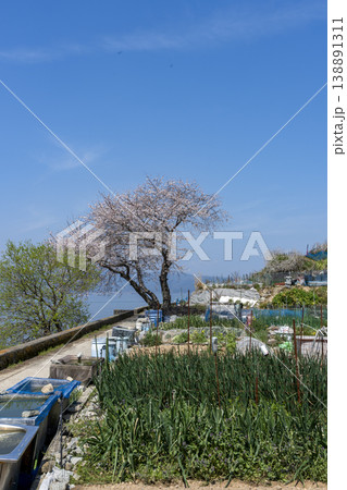 桜咲くころの沖島、西湖岸を通る生活道路と千円畑地帯 138891311