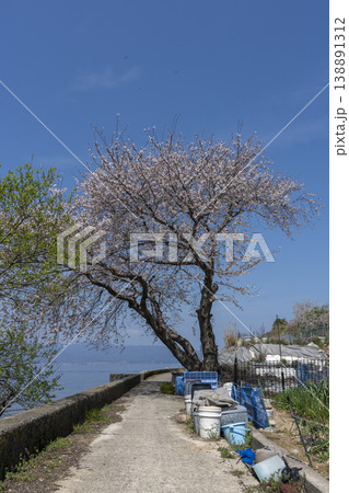 桜咲くころの沖島、西湖岸を通る生活道路と千円畑地帯 138891312