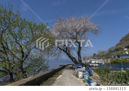 桜咲くころの沖島、西湖岸を通る生活道路と千円畑地帯 桜咲くころの沖島、西湖岸を通る生活道路と千円畑地帯 138891313