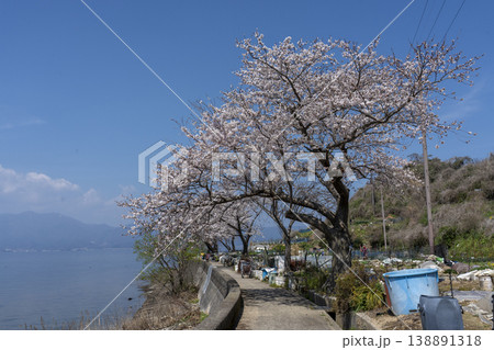 桜咲くころの沖島、西湖岸を通る生活道路と千円畑地帯 138891318