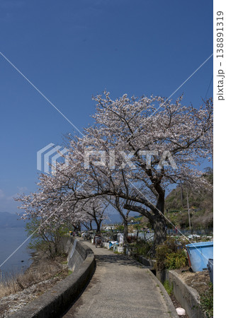 桜咲くころの沖島、西湖岸を通る生活道路と千円畑地帯 138891319