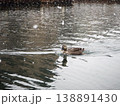 川を進むカルガモ 138891430