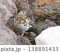 野生のメスライチョウ 138891433