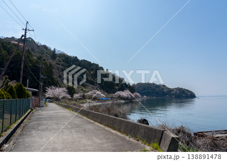 春の沖島、西湖岸線を通る生活道路に咲く桜 春の沖島、西湖岸線を通る生活道路に咲く桜 138891478